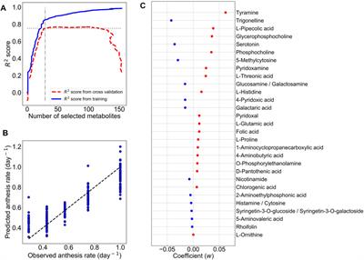 Assessment of Greenhouse Tomato Anthesis Rate Through Metabolomics Using LASSO Regularized Linear Regression Model